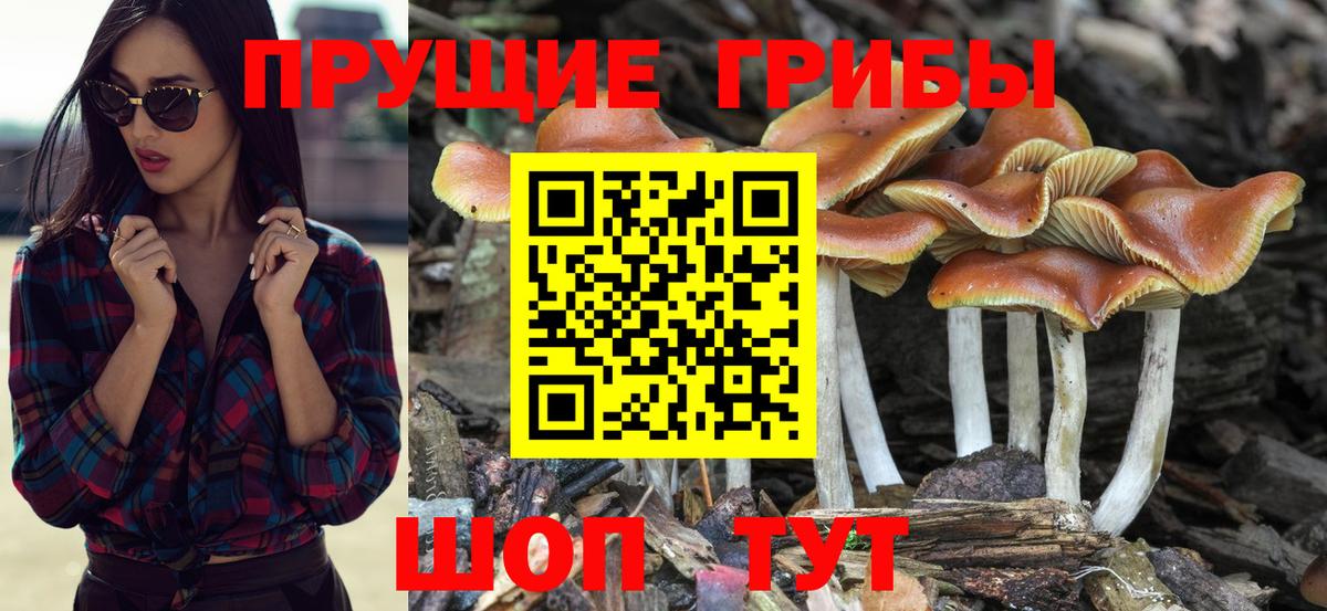 Псилоцибиновые грибы Psilocybe Новошахтинск